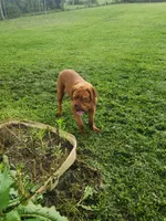 Zeus, a male Dogue de Bordeaux for sale in Hagerstown, IN – 4 of 4