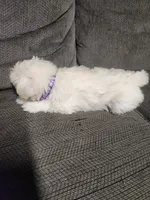 Miniature girl , a female Miniature Schnauzer for sale in Hagerstown, IN – 4 of 5
