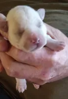 processed/47aff06c-b9b2-484d-8f7e-e6a220f2c61f/listing/ee1940b4-e358-4460-ae6e-bfd8ed5ad63a/a77339ad-34c4-448a-9dec-37598aafd38b