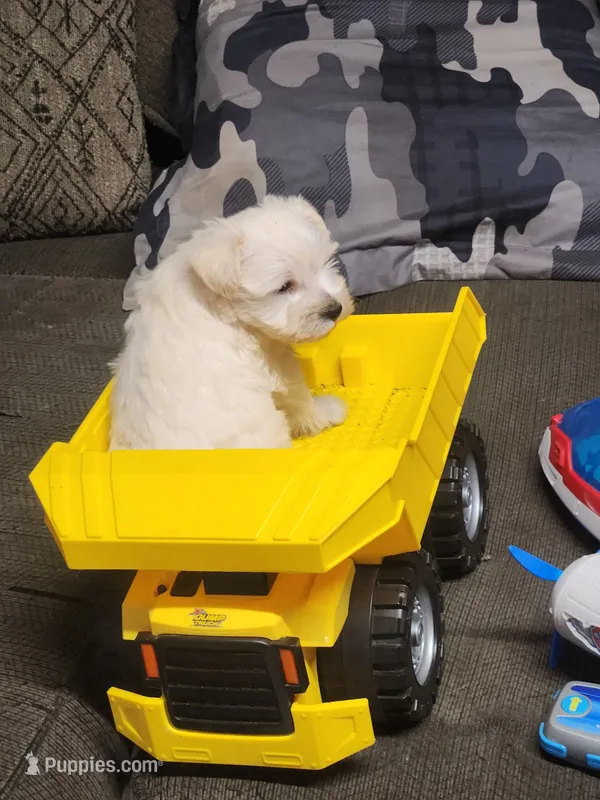 Miniature schnauzer boy  – Miniature Schnauzer puppy on hold in Hagerstown, IN