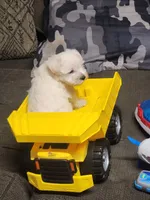 Miniature schnauzer boy , a male Miniature Schnauzer for sale in Hagerstown, IN – 1 of 2
