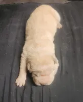 Muffin female, a female Miniature Shar-Pei for sale in Hagerstown, IN – Photo 6 of 6