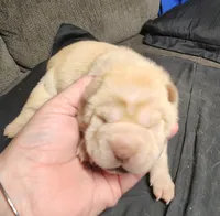 Muffin female, a female Miniature Shar-Pei for sale in Hagerstown, IN – Photo 3 of 6