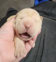 Muffin female, a female Miniature Shar-Pei for sale in Hagerstown, IN – Photo 1 of 6