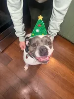 Zoey, a female Olde English Bulldogge for sale in Leola, PA – 2 of 6
