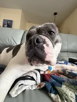 Zoey, a female Olde English Bulldogge for sale in Leola, PA – 5 of 6
