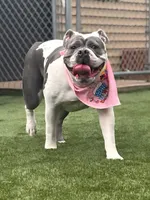 Zoey, a female Olde English Bulldogge for sale in Leola, PA – 4 of 6