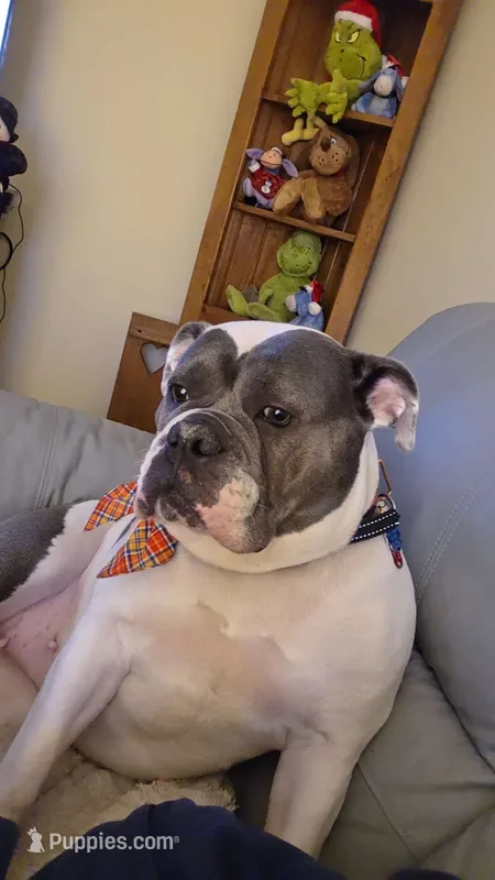 Zoey – Olde English Bulldogge puppy for sale in Leola, PA