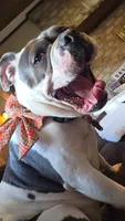 Zoey, a female Olde English Bulldogge for sale in Leola, PA – 6 of 6