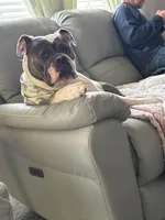 Zoey, a female Olde English Bulldogge for sale in Leola, PA – 3 of 6