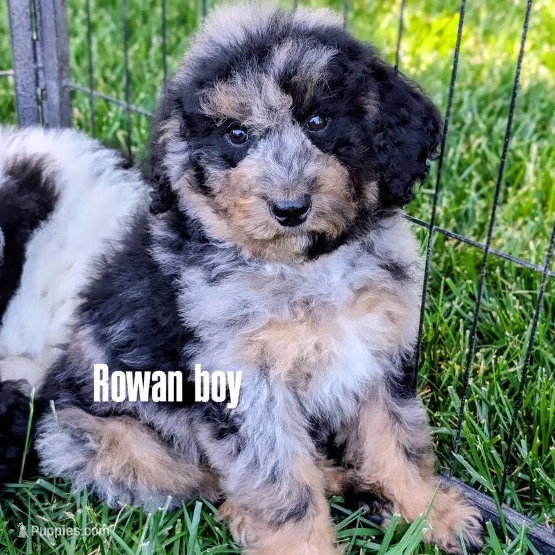 ROWAN – Goldendoodle, Miniature Bernedoodle puppy for sale in Sacramento, CA