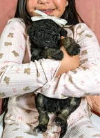 Xena, a female Goldendoodle and Miniature Bernedoodle for sale in Sacramento, CA – Photo 4 of 6