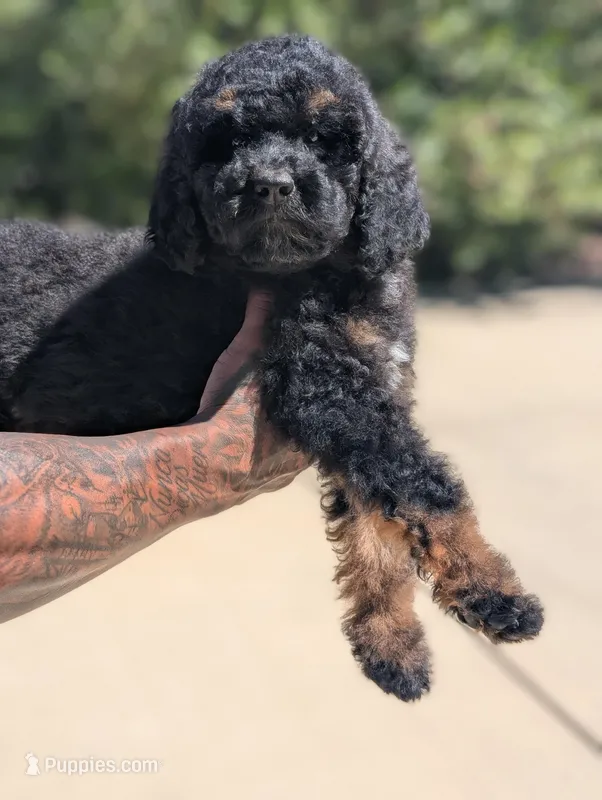 Xena – Goldendoodle, Miniature Bernedoodle puppy for sale in Sacramento, CA