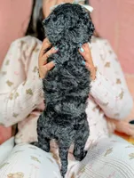 Xena, a female Goldendoodle and Miniature Bernedoodle for sale in Sacramento, CA – Photo 5 of 6