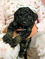 Xena, a female Goldendoodle and Miniature Bernedoodle for sale in Sacramento, CA – Photo 6 of 6