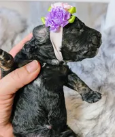 processed/47b2b5a9-ec87-4a0d-9bc3-c22c113f7bef/listing/01571614-eb14-4cd1-ac17-058afeba9fb6/5906b7fa-1f5a-46d8-a0a6-df6515f420d9