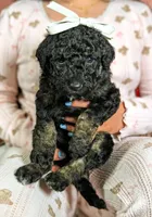 Xena, a female Goldendoodle and Miniature Bernedoodle for sale in Sacramento, CA – Photo 3 of 6