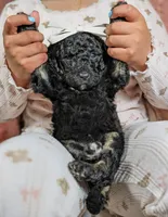 Xena, a female Goldendoodle and Miniature Bernedoodle for sale in Sacramento, CA – Photo 2 of 6