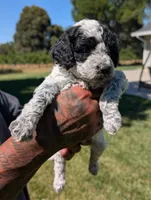 INDIGO , a female Cavapoo and Miniature Bernedoodle for sale in Sacramento, CA – 8 of 9