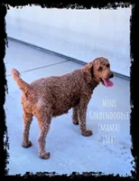 BOURBON , a male Goldendoodle and Poodle - Miniature  for sale in Sacramento, CA – 9 of 10
