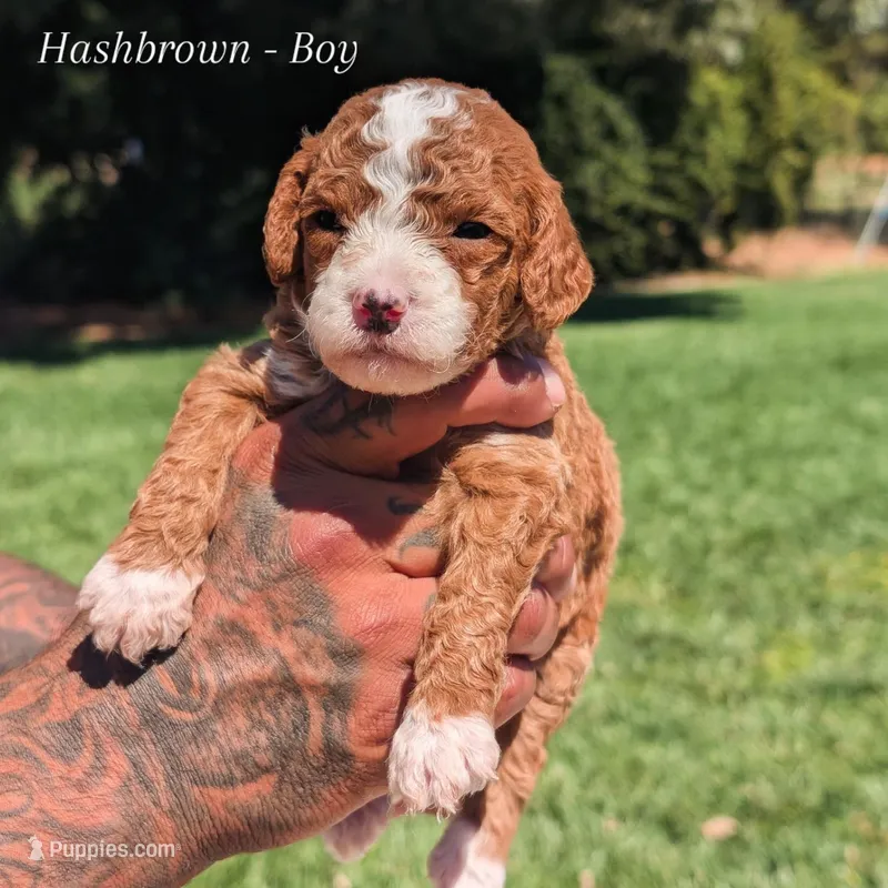 HASHBROWN – Cavapoo, Poodle - Miniature  puppy for sale in Sacramento, CA