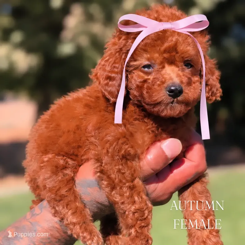 AUTUMN – Goldendoodle puppy for sale in Sacramento, CA