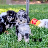 TULIP 🌷, a female Goldendoodle and Miniature Bernedoodle for sale in Sacramento, CA – 1 of 4