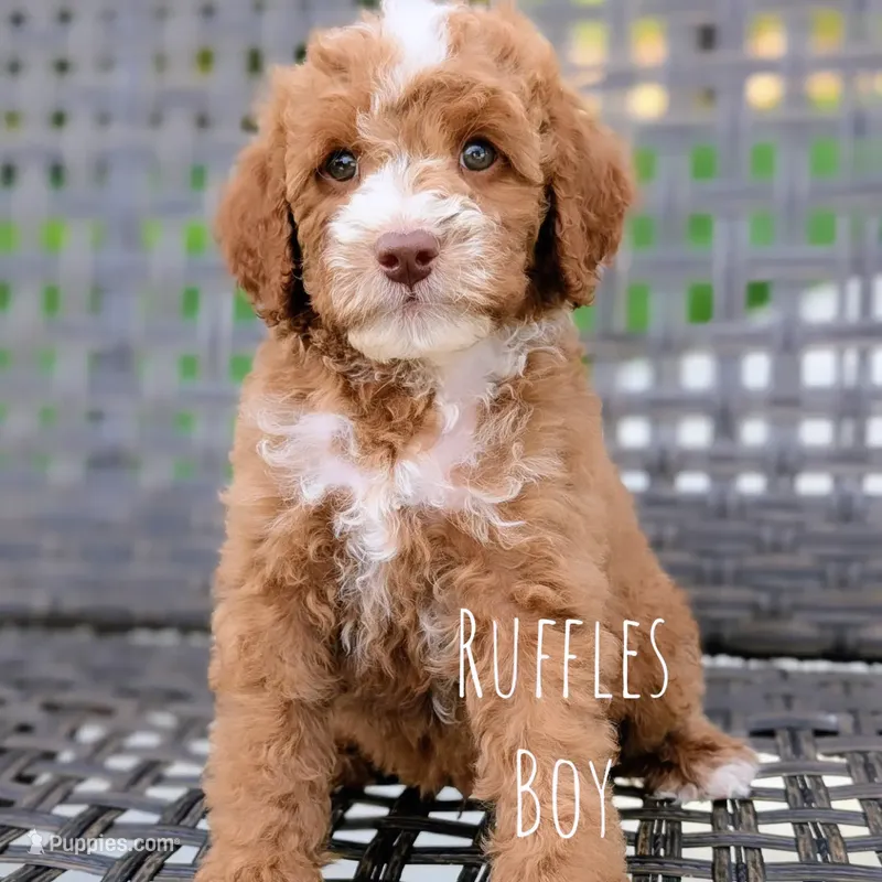 RUFFLES – Cavapoo, Poodle - Miniature  puppy for sale in Sacramento, CA