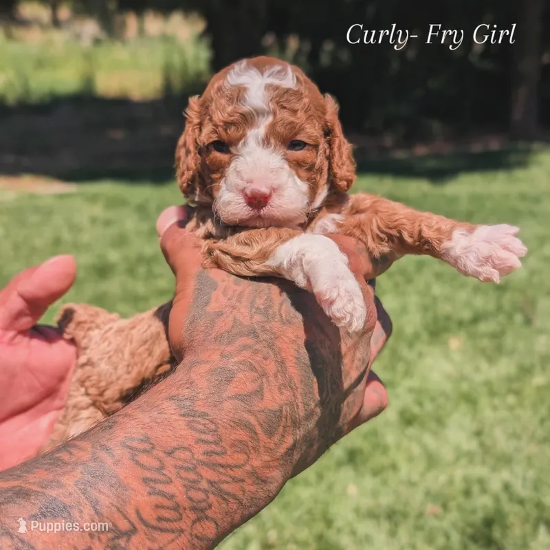 CURLY FRY  – Cavapoo, Poodle - Miniature  puppy for sale in Sacramento, CA