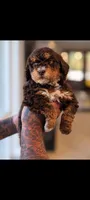 Brownie, a female Cavapoo and Bernedoodle for sale in Sacramento, CA – 2 of 5