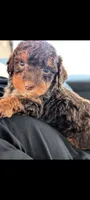 FRANKENSTEIN , a male Poodle - Miniature  and Miniature Bernedoodle for sale in Sacramento, CA – 4 of 5