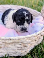 SABRINA, a female Cavapoo and Miniature Bernedoodle for sale in Sacramento, CA – 4 of 4