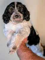 MATCHA, a female Cavapoo and Miniature Bernedoodle for sale in Sacramento, CA – Photo 1 of 5