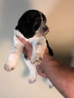 MATCHA, a female Cavapoo and Miniature Bernedoodle for sale in Sacramento, CA – Photo 3 of 5