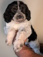 MATCHA, a female Cavapoo and Miniature Bernedoodle for sale in Sacramento, CA – Photo 4 of 5