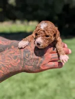 TATER TOT , a female Cavapoo and Poodle - Miniature  for sale in Sacramento, CA – 4 of 5