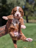 HASHBROWN, a male Cavapoo and Poodle - Miniature  for sale in Sacramento, CA – 3 of 4
