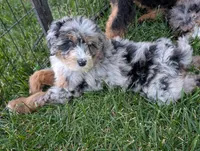 JASPER , a male Miniature Bernedoodle for sale in Sacramento, CA – 4 of 9