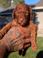 CINNAMON , a male Goldendoodle for sale in Sacramento, CA – 4 of 4