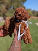 BOURBON , a male Goldendoodle and Poodle - Miniature  for sale in Sacramento, CA – 2 of 10