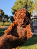 AUTUMN, a male Goldendoodle for sale in Sacramento, CA – 4 of 5