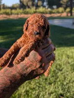 BOURBON , a male Goldendoodle for sale in Sacramento, CA – 4 of 4