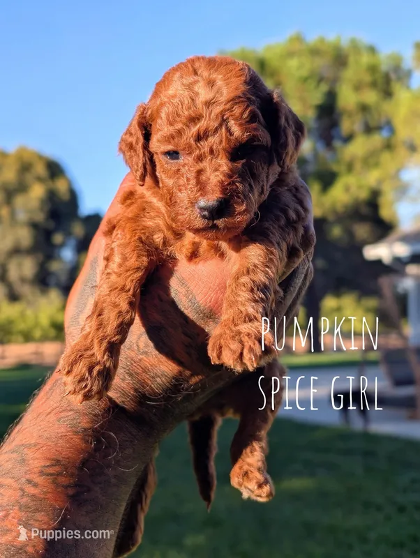 PUMPKIN SPICE  – Goldendoodle puppy for sale in Sacramento, CA
