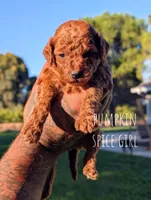 PUMPKIN SPICE , a male Goldendoodle for sale in Sacramento, CA – 3 of 5