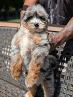 JASPER , a male Miniature Bernedoodle for sale in Sacramento, CA – 2 of 9