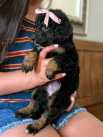 JADE, a female Miniature Bernedoodle for sale in Sacramento, CA – Photo 4 of 5