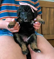 JADE, a female Miniature Bernedoodle for sale in Sacramento, CA – Photo 3 of 5