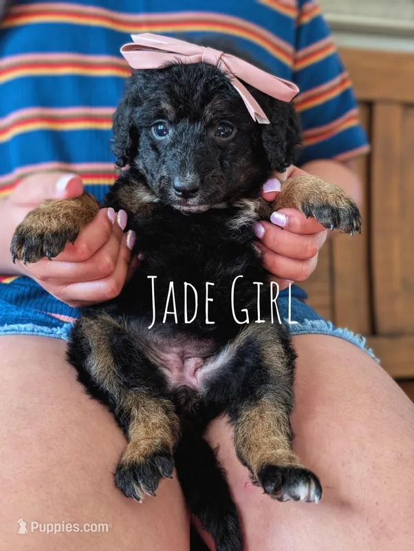 JADE – Miniature Bernedoodle puppy for sale in Sacramento, CA
