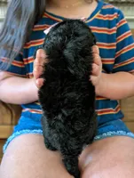 JADE, a female Miniature Bernedoodle for sale in Sacramento, CA – Photo 2 of 5