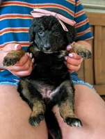 JADE, a female Miniature Bernedoodle for sale in Sacramento, CA – Photo 5 of 5